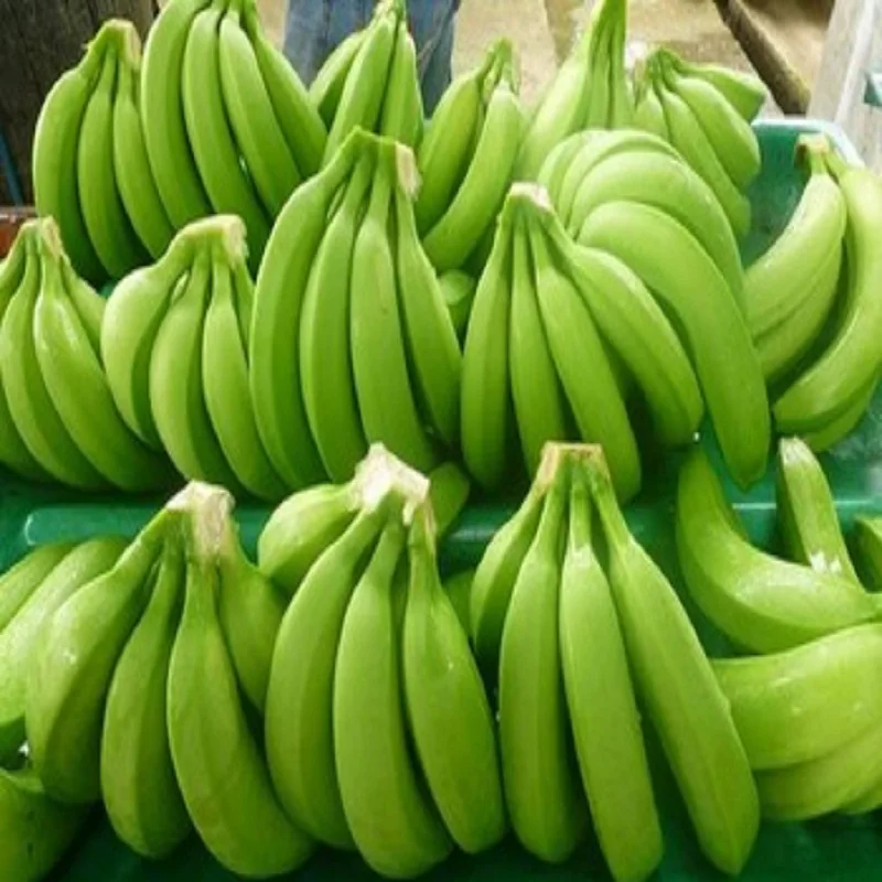 plantains green plantain banana/fresh green top grade