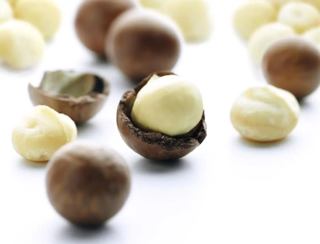Macadamia Nuts Without Shell From Vietnam Buy Macadamia Nuts