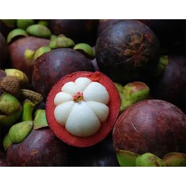 
MANGOSTEEN 
