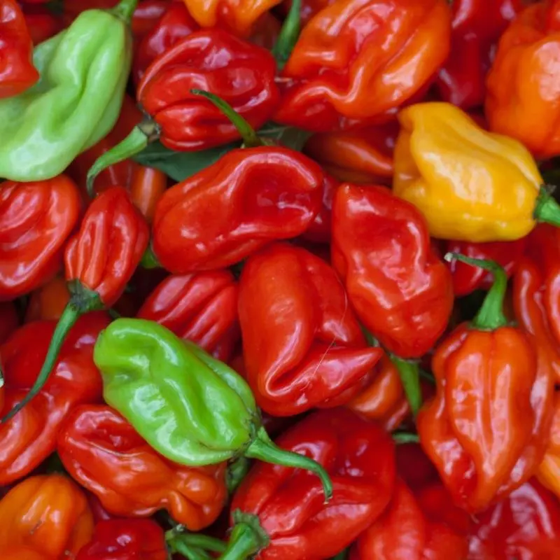 red bell pepper,vegetable fresh capsicum / fresh indian capsicum