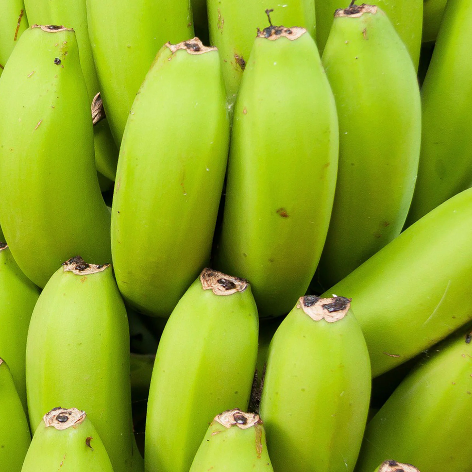 Зеленые бананы. Бананы зеленые Сибирские. Зеленые бананы сорт. Маленькие зеленые бананы.