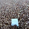 Betel Nuts - Split 85%