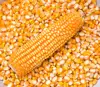 /product-detail/yellow-corn-maize-for-animal-feed-yellow-corn-for-poultry-feed-62015907842.html