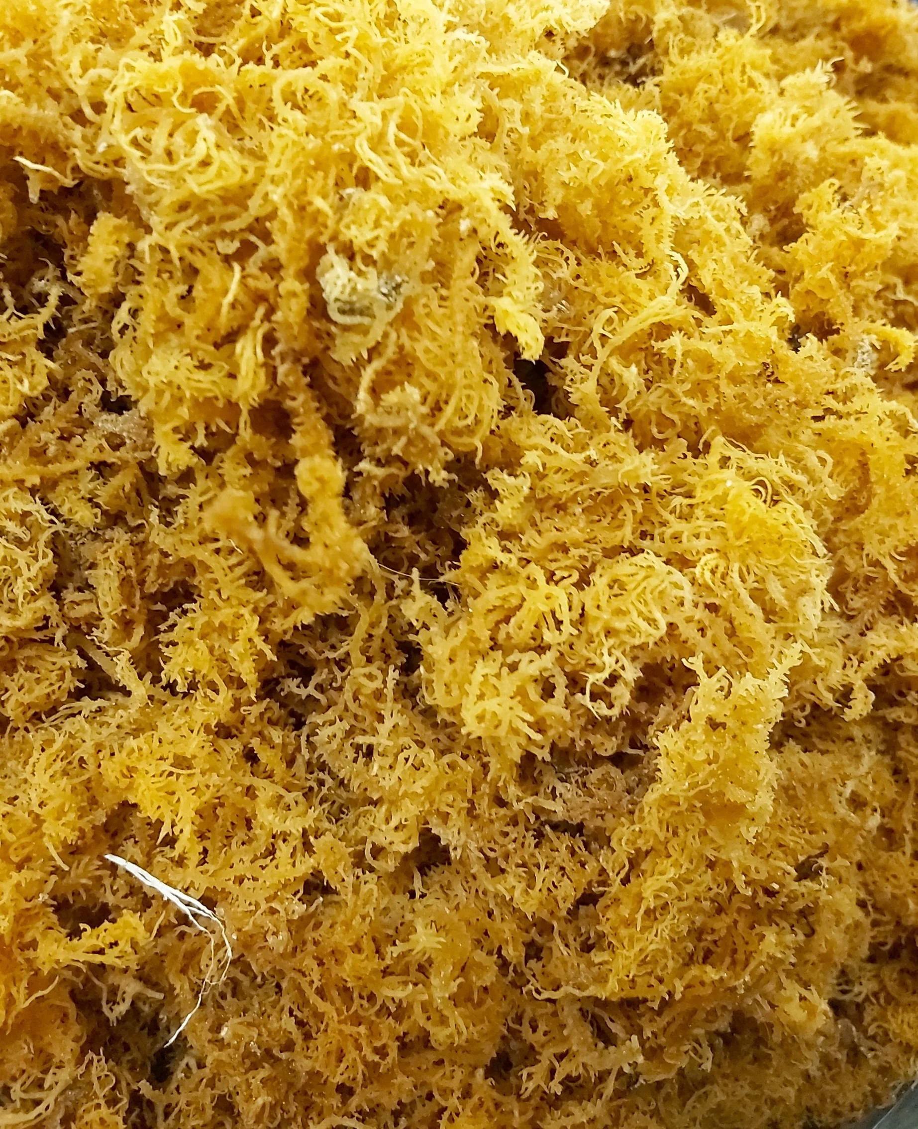 Wholesale Natural Gold Irish Moss / Seamoss Food Grade Best Quality