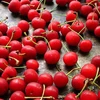 Fresh Cherries for sale