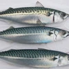 Whole Sale & Hot Sale Frozen Horse Mackerel/Salmon/Ribbon Fish/Eel/Sea Bass Globefish & Tuna Fish