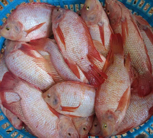 frozen red tilapia fish whole round, frozen black tilapia