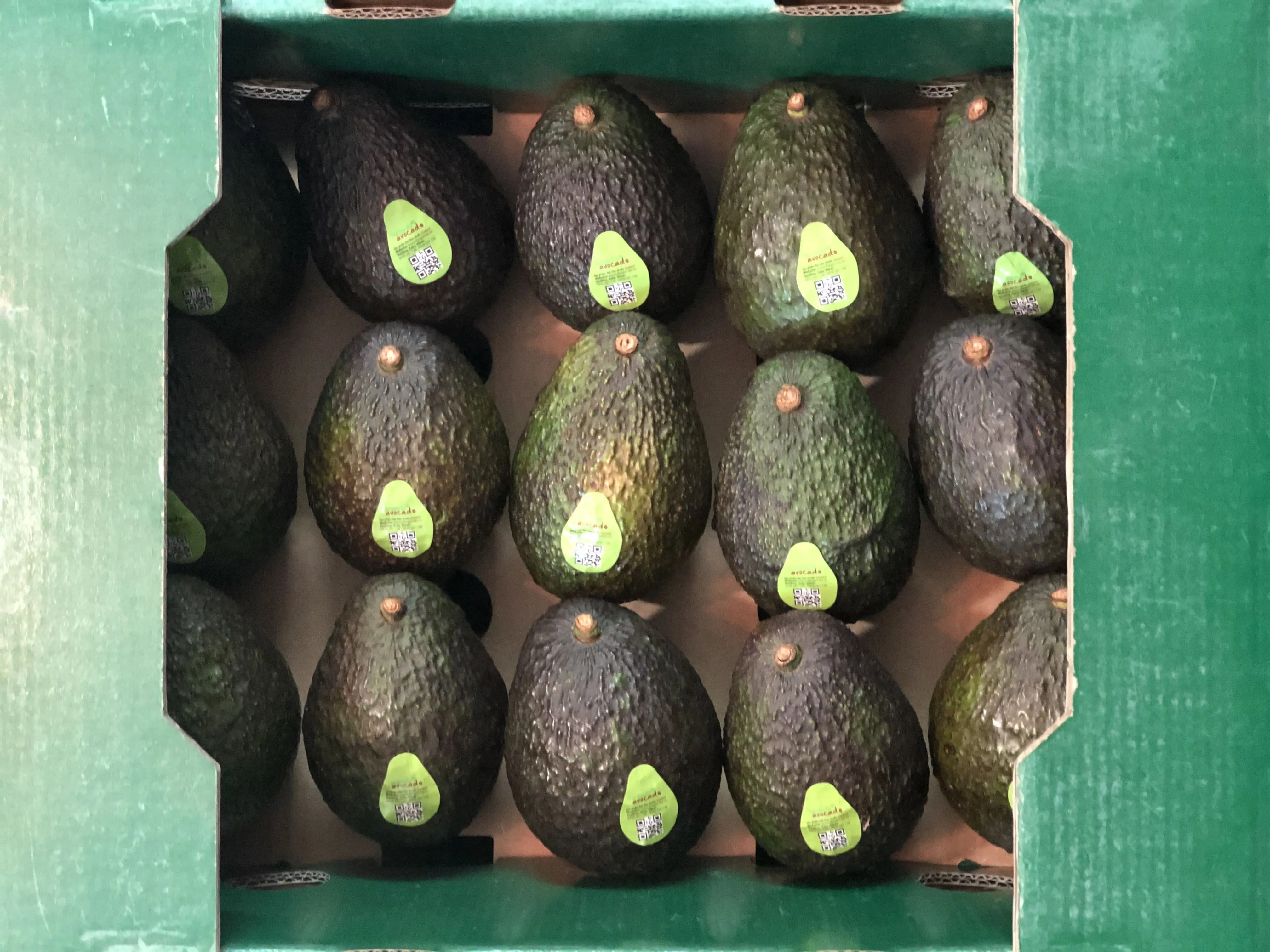 premium avocado fresh booth avocado hass