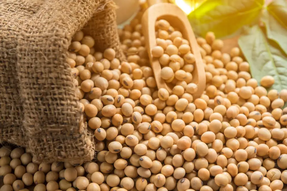 GMO and Non GMO Soyabean/Soybean for Sale