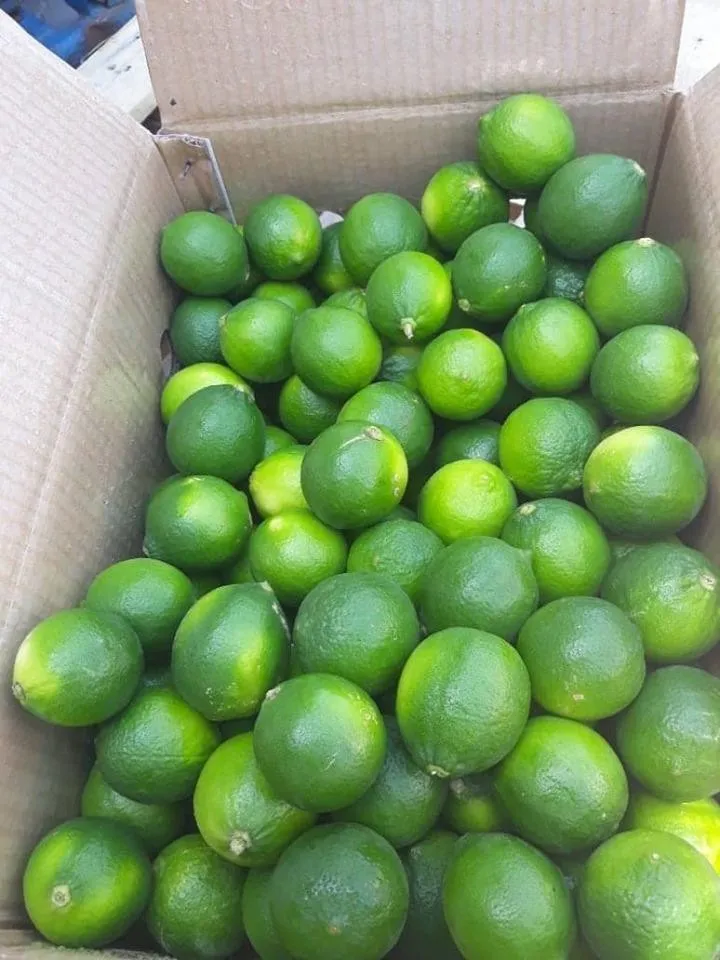 vietnamese lime (whatsapp +84972678053) 9