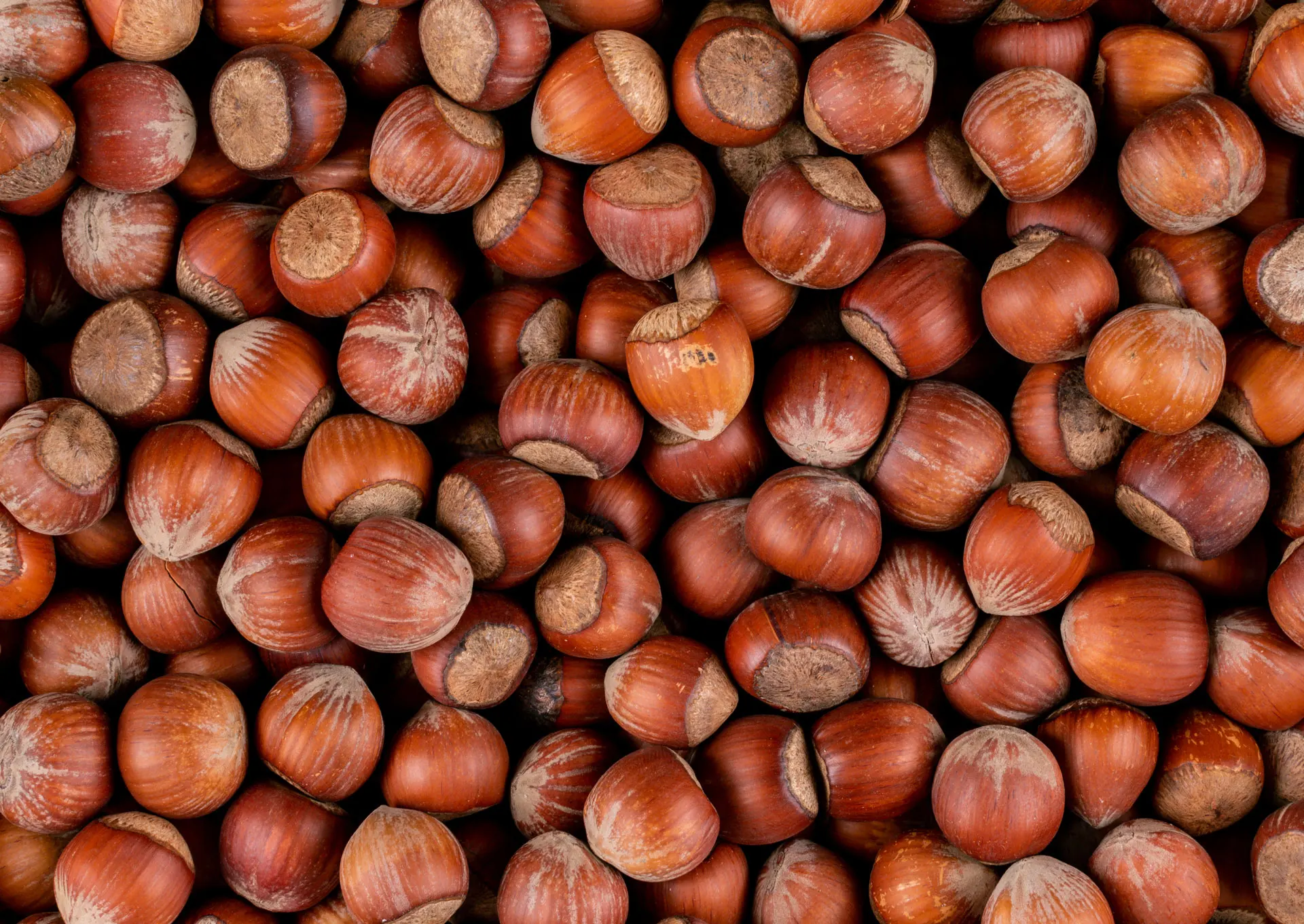Raw Hazelnuts,Minced Hazelnuts In Shell From Turkey Buy Hazelnuts For