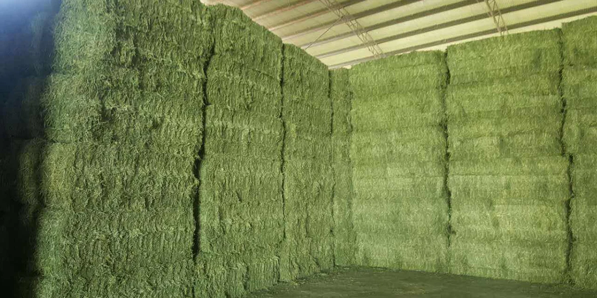 wholesale high protein alfalfa hay/lucerne hay in bales/timothy