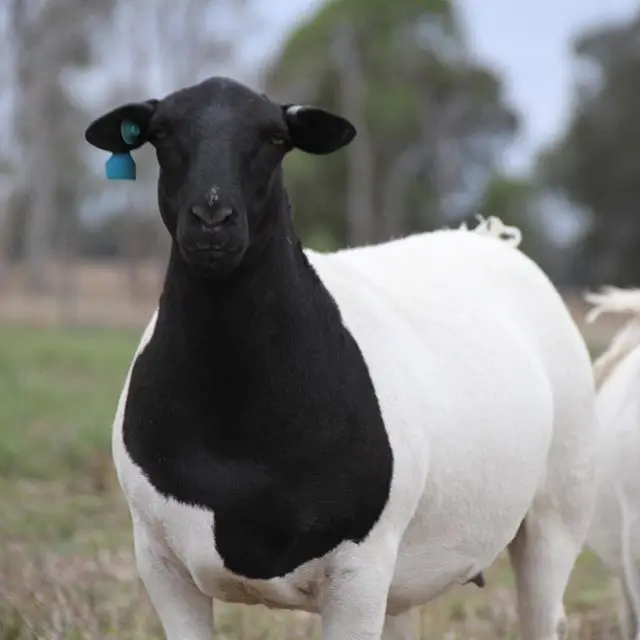 Live Awassi Sheep And Lambs Buy Alive Sheep And Lamb,Live Goats And