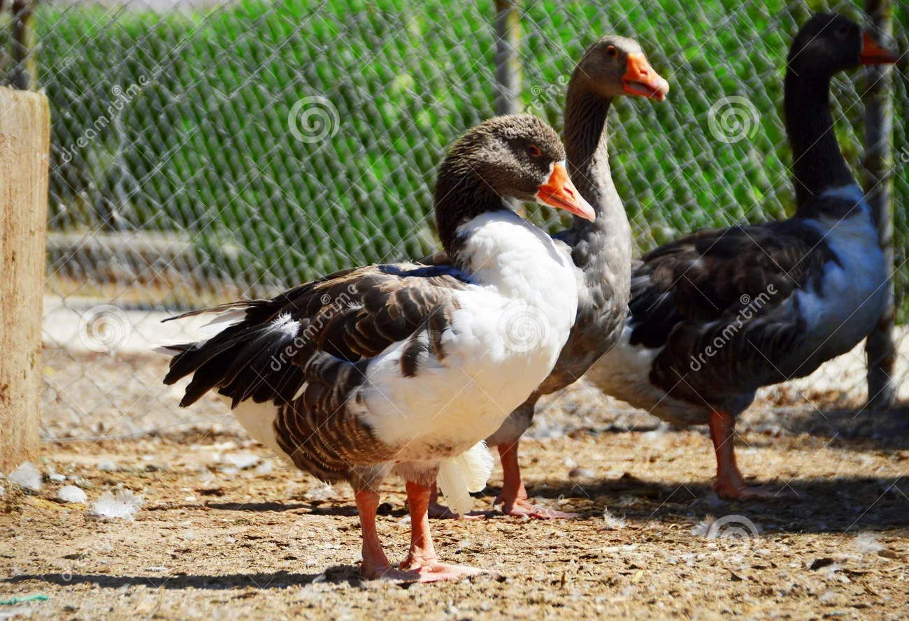 Agrologic type feeding sensor SW-2 capacitive proximity sensor For Poultry Automatic Feeding System