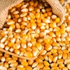 Best Quality Dried Yellow Corn/Animal feed