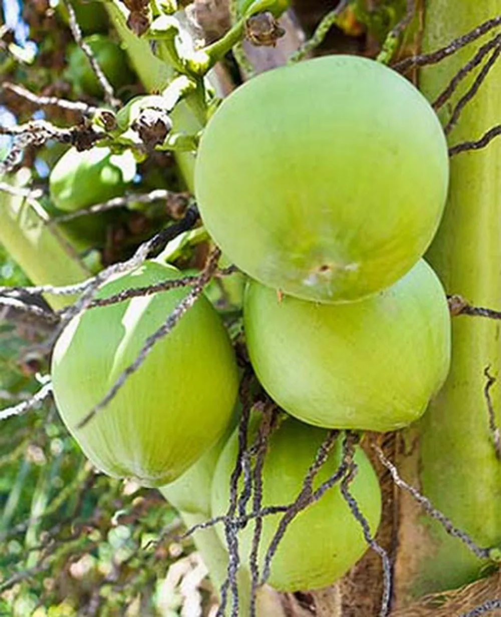 制造商碳酸饮料 330毫升波光粼粼的西瓜味椰子水