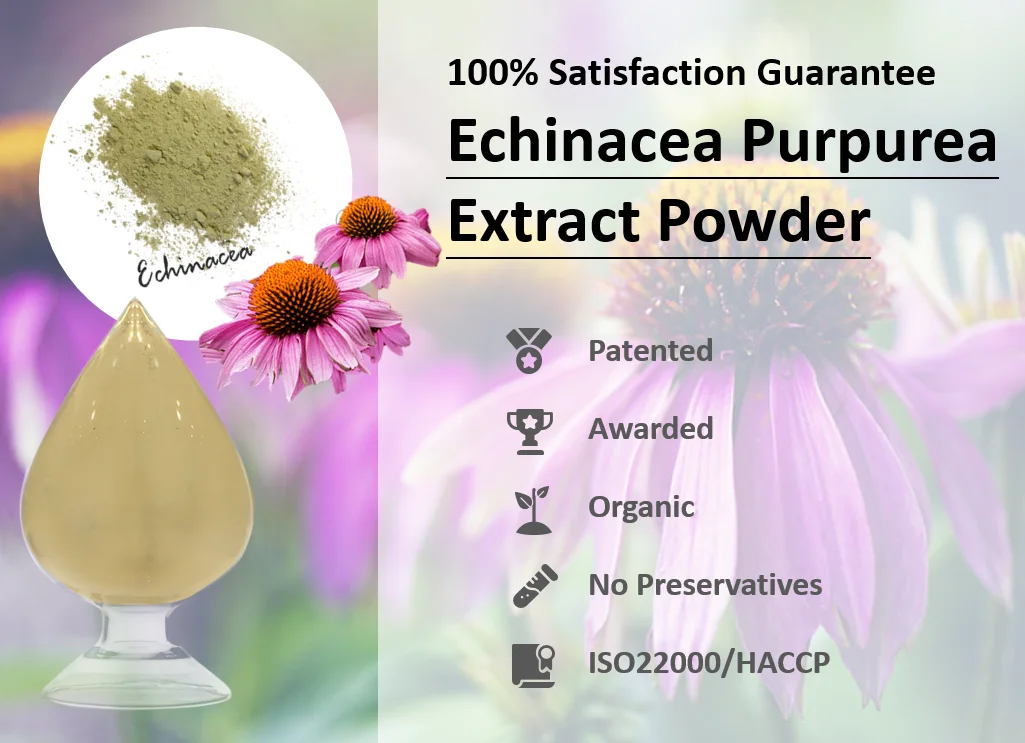 Flothy Natural Taiwan Echinacea Purpurea Extract Powder Buy 4