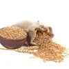 Wheat fodder / organic price russian animals fodder seeds grain wheat