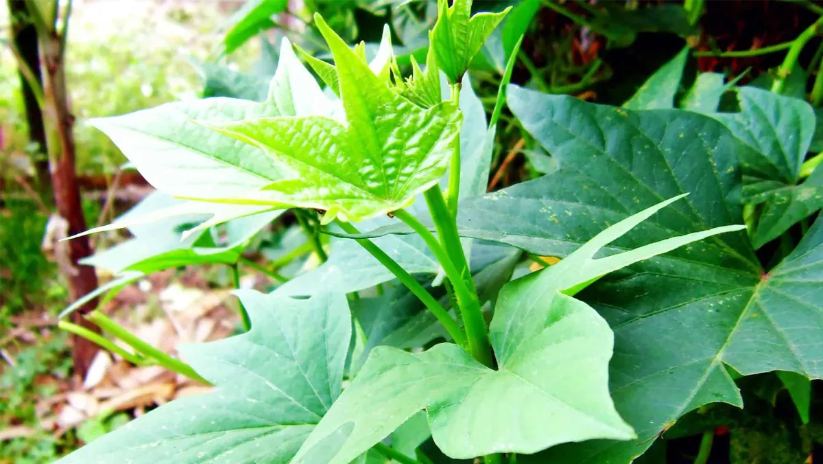 Sweet Potato Leaves With Best Price And High Quality Buy Sweet Potato