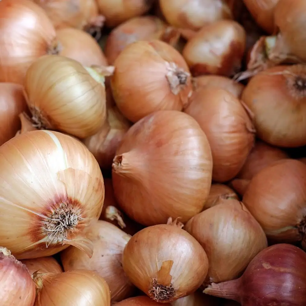 Fresh Red Onion Importers Fresh Vegetables Onion Wholesale Red Onion