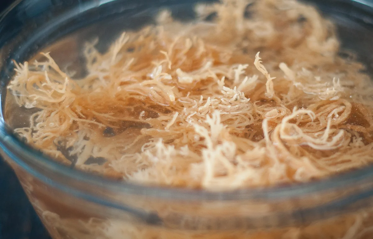 Dried Sea Moss/ Dried Eucheuma Cottonii Purple Irrish Sea Moss Sea Moss Health Benefits Buy