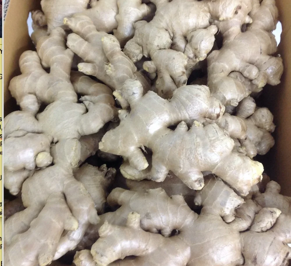 2021 Fresh Ginger Buyer Dried Ginger Indonesian From Ginger Supplier