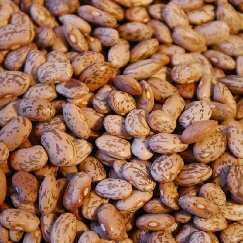 kidney beans /pinto sugar bean two heads cutting machine