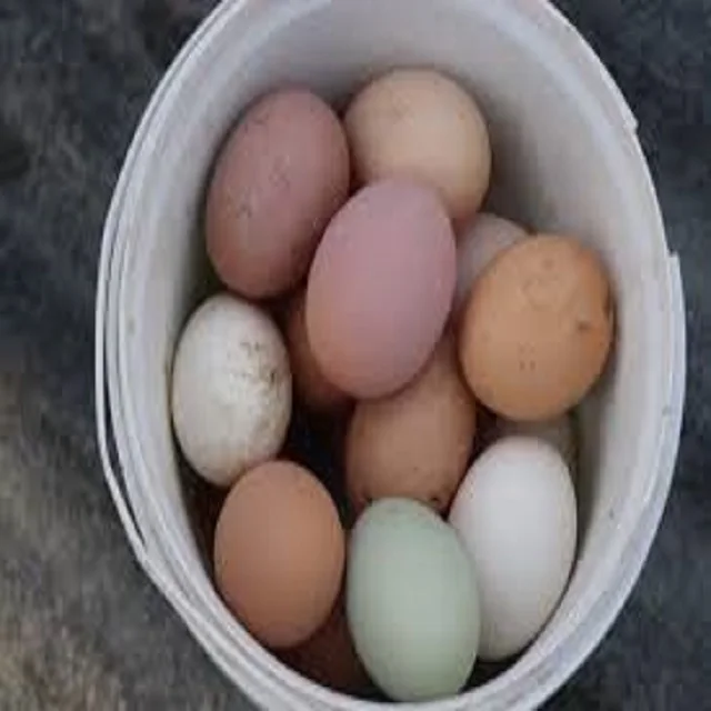 100% Brown/White Chicken Table Eggs