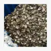 Bulk Supply Abalone Shells Greenlip and Blacklip from Australia