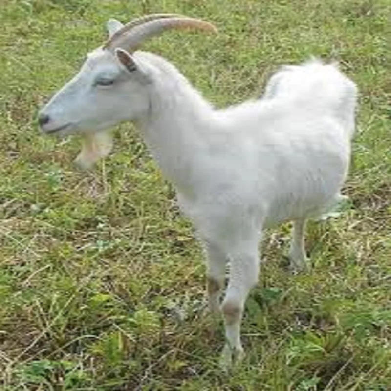 Saanen Goat 9.jpg