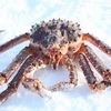 Norwegian Red King crab Wholesale, Wild caught red king Crab
