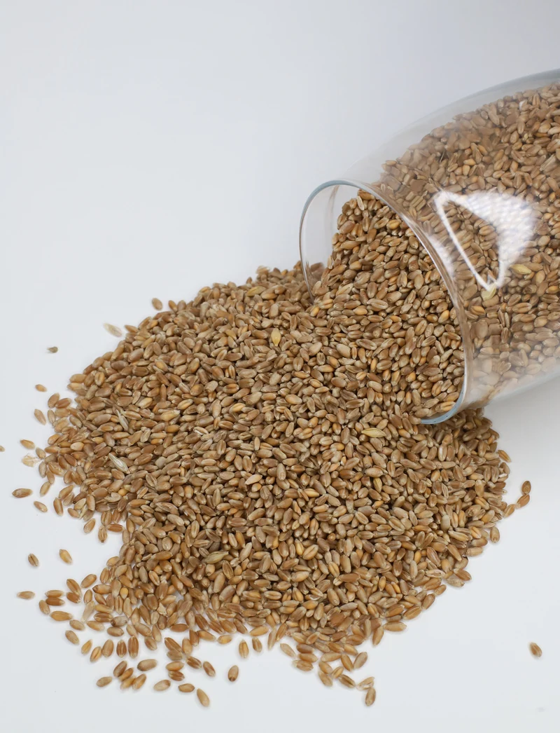 Russian Natural Grain Barley - Buy Industrial Barley Russian Grain ...
