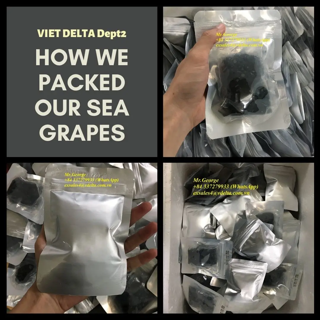 Fresh Lato Sea Grapes Seaweed Serena Buy Sea Grapes Sea Grapes