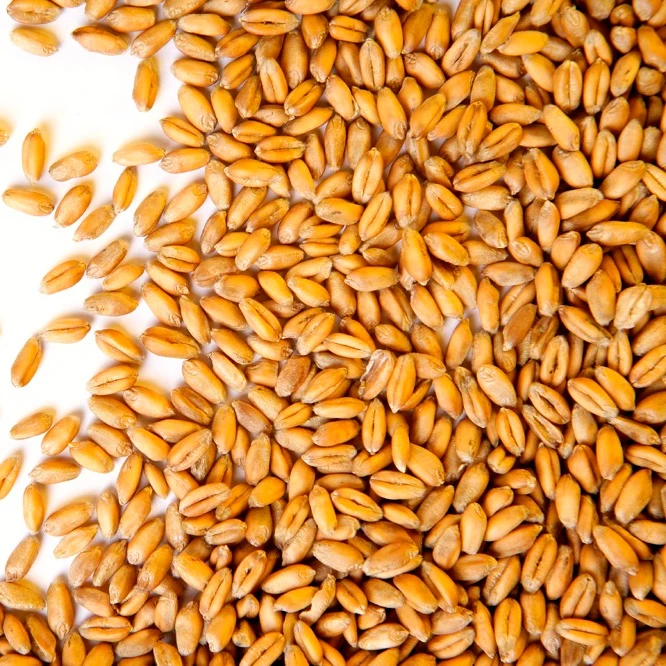 
durum wheat for sale 