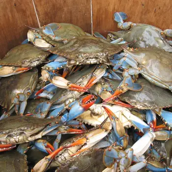 frozen snow crab/frozen blue crab
