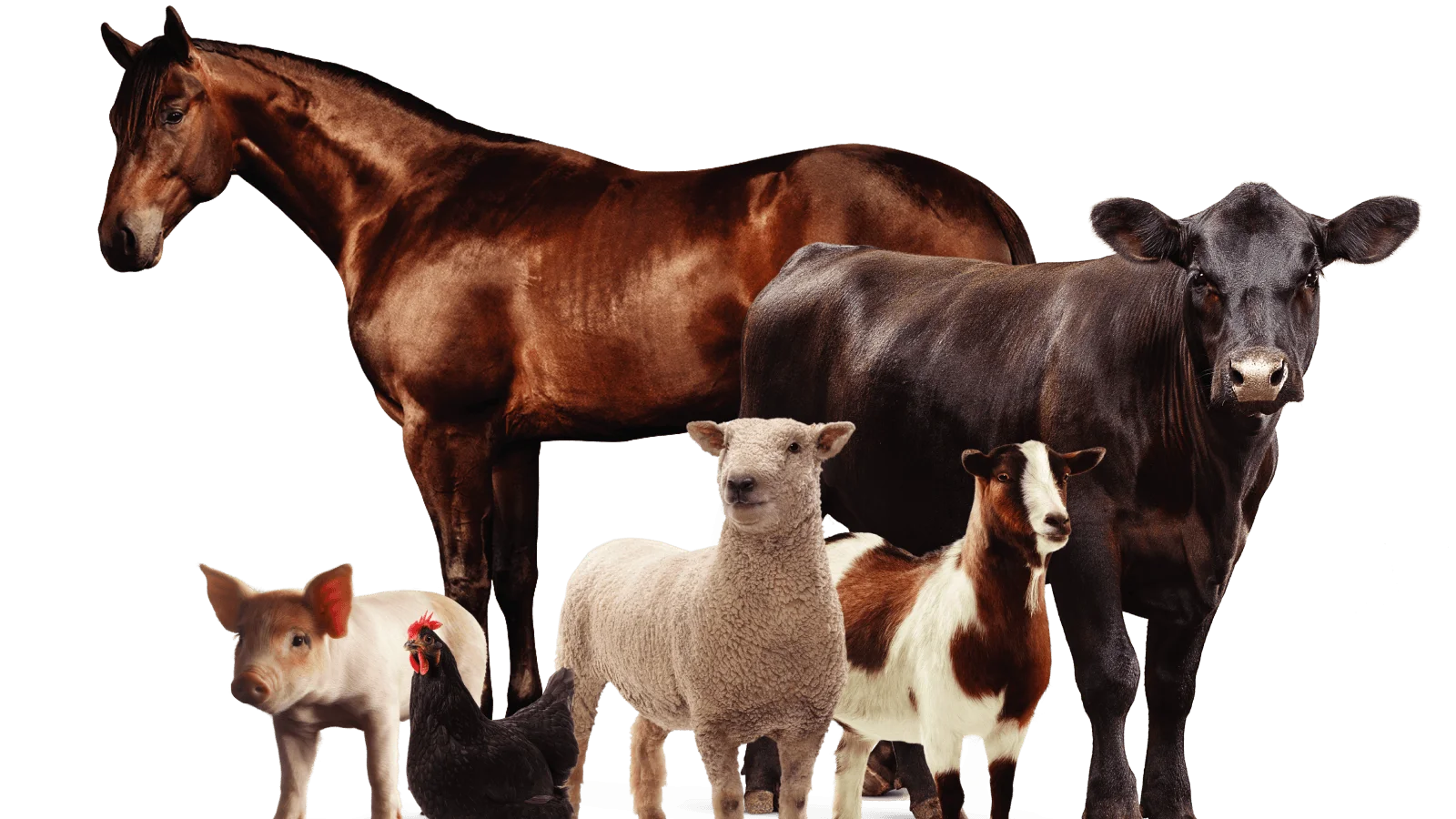 Beer Residue (brewers Grains) For Ruminants,Pig,Chicken,Fertilizer