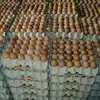/product-detail/top-quality-fresh-chicken-table-eggs-62010805158.html