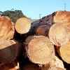 Hard Wood Sapelli / Bubinga / Tali / Iroko / Doussie / Mahogany / Teak / Bilinga / Timber Logs And Lumbers