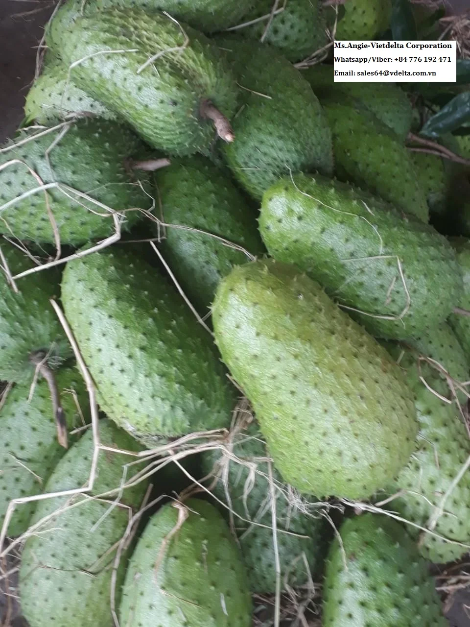Fresh Soursop Competitive Price From Vietnam/ms Laura +84 896611913