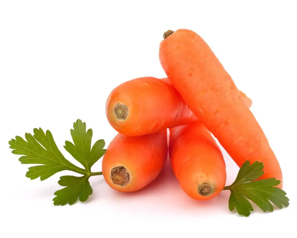 Wholesales Carrot Fresh Carrot Fresh Carrots High Quality From Vietnam