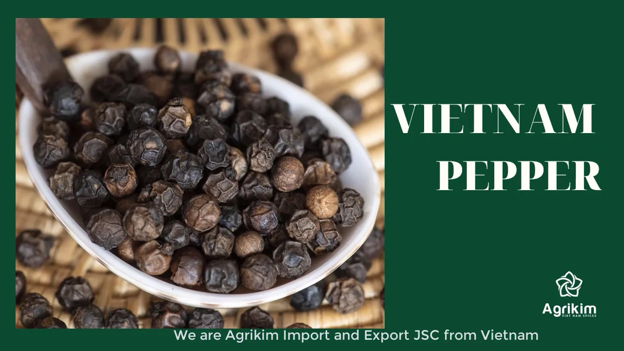 New Crop 2022 Fresh Black Pepper 500gl 550gl 570gl 600gl From Vietnam