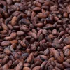 Dried Raw Cocoa Beans at affordable prices