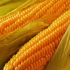 WHOLESALE YELLOW AND WHITE CORN