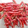 Bright Red Byadgi Dry Chilli Providers
