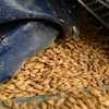 Wholesale Supplier of Feed Grade Pearl Barley Grain at Affordable Price and good quality