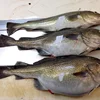 FROZEN COD, PANGASIUS ,ALASKA FILLET FISH WITH HIGH QUALITY