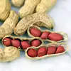 World class Quality Peanuts (In-Shell, Blanched, Java, Bold, Flour) Now for sale