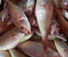 Red & Black Frozen Seabream Fish For Sale