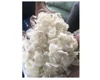 DRIED SEABASS FISH SCALE/ DRIED TILAPIA SCALE/ DRIED SNAPPER FISH SCALE