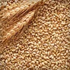 Top Grade BARLEY ANIMAL FEED HIGH QUALITY/ Grain Barley for malt feed for sale/ Barley for Malt, Barley Feed good price